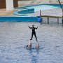 Spettacolo dei delfini nell'Oceanografic