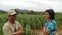 Valle di Viñales - Piantagione di tabacco