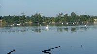 Il lago dei cigni